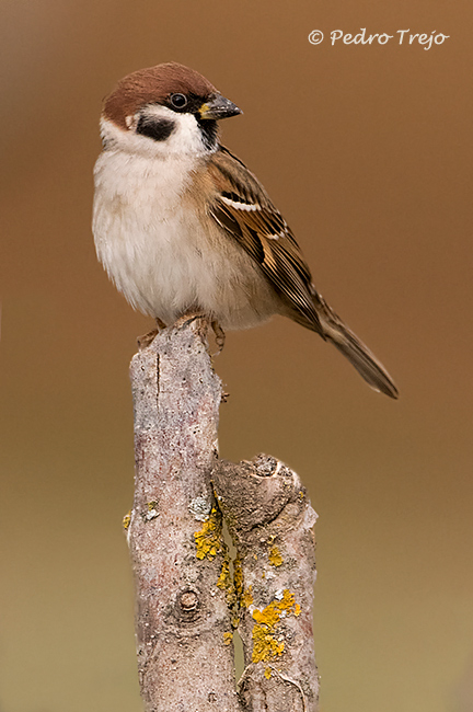 Gorrion molinero (Passer montanus)